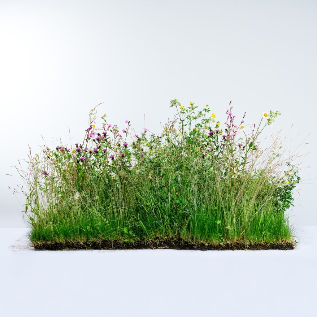 Rolawn Wildflower Turf Garden Roof Turf – 50m&sup2; 5060094342085 2